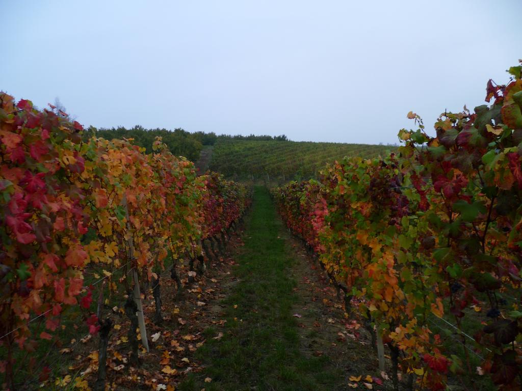 Domus Langhe B&B Treiso Esterno foto