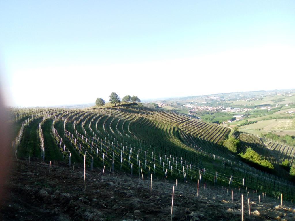 Domus Langhe B&B Treiso Esterno foto