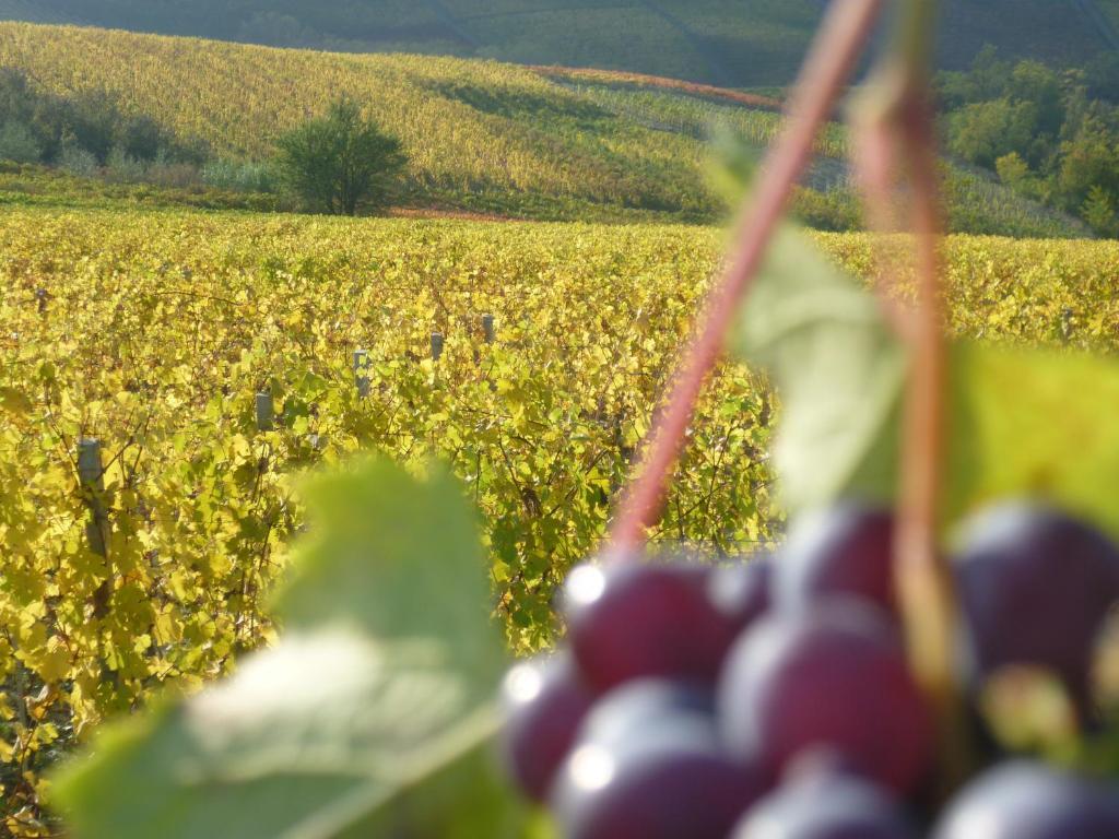 Domus Langhe B&B Treiso Esterno foto